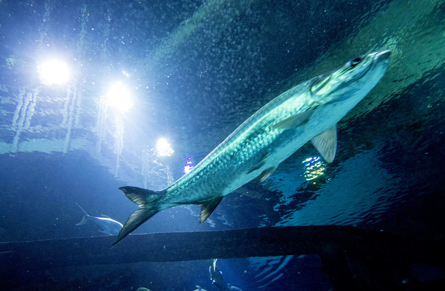 pink panther slot free spins